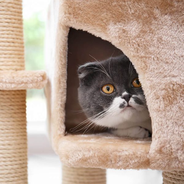 https://luckydog.ommune.com/wp-content/uploads/inner_image_02-600x600-1.jpg