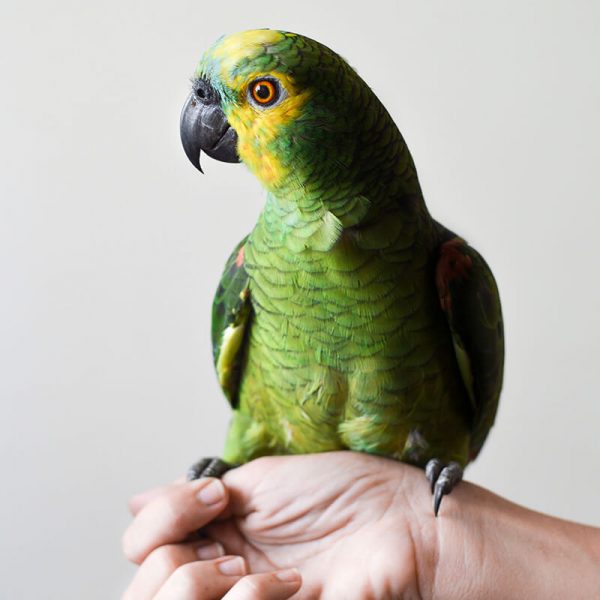 https://luckydog.ommune.com/wp-content/uploads/inner_image_03-600x600-1.jpg