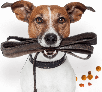 https://luckydog.ommune.com/wp-content/uploads/inner_image_03.png